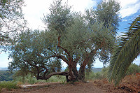 Vorschaubild: Nestor Landschaft Uralter Olivenbaum vor Nestors Palast