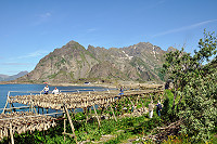Vorschaubild: Auf den Lofoten Stockfischernte in Henningsvær